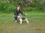 Beste beagle tispe Jarotoppens Bea, eier Anne Marie Solberg