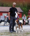 Finsk støver Birk NO38895/13, 578098100416273, 13/03/13, E: Moe, Asbjørn, Kåret til utstillingens vakreste hund
