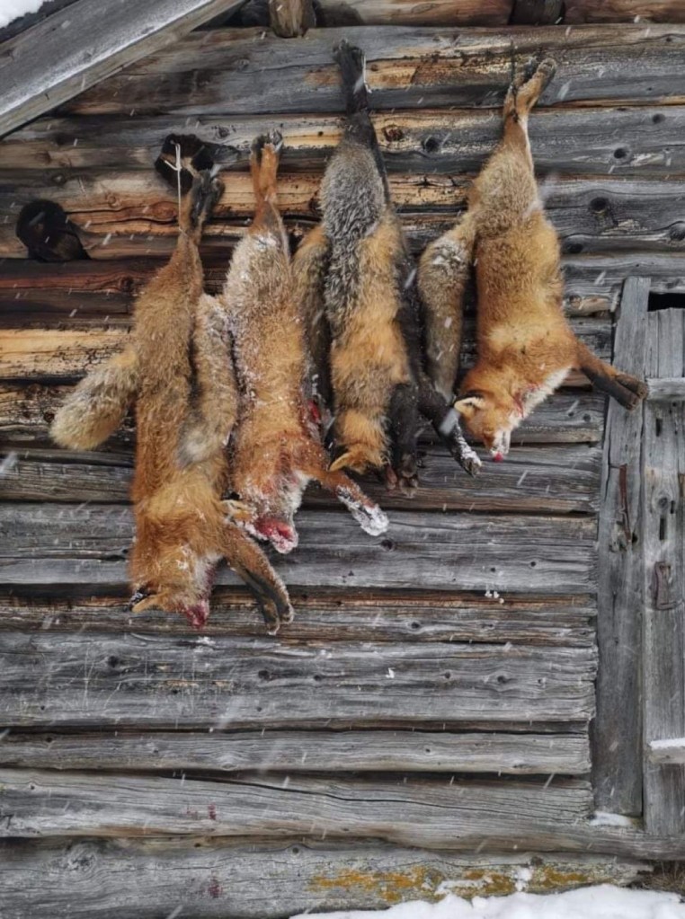 Dette bildet har en tom alt-tekst; dets filnavn er rev2-534524208-e1671199081559.jpg